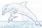 0221 delfin